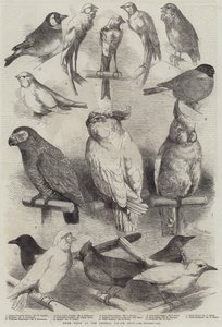Prize Birds na Crystal Palace Show